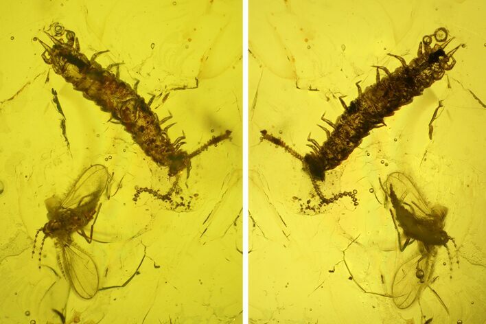 Fossil Fly (Diptera) and Centipede (Chilopoda) in Baltic Amber #197762